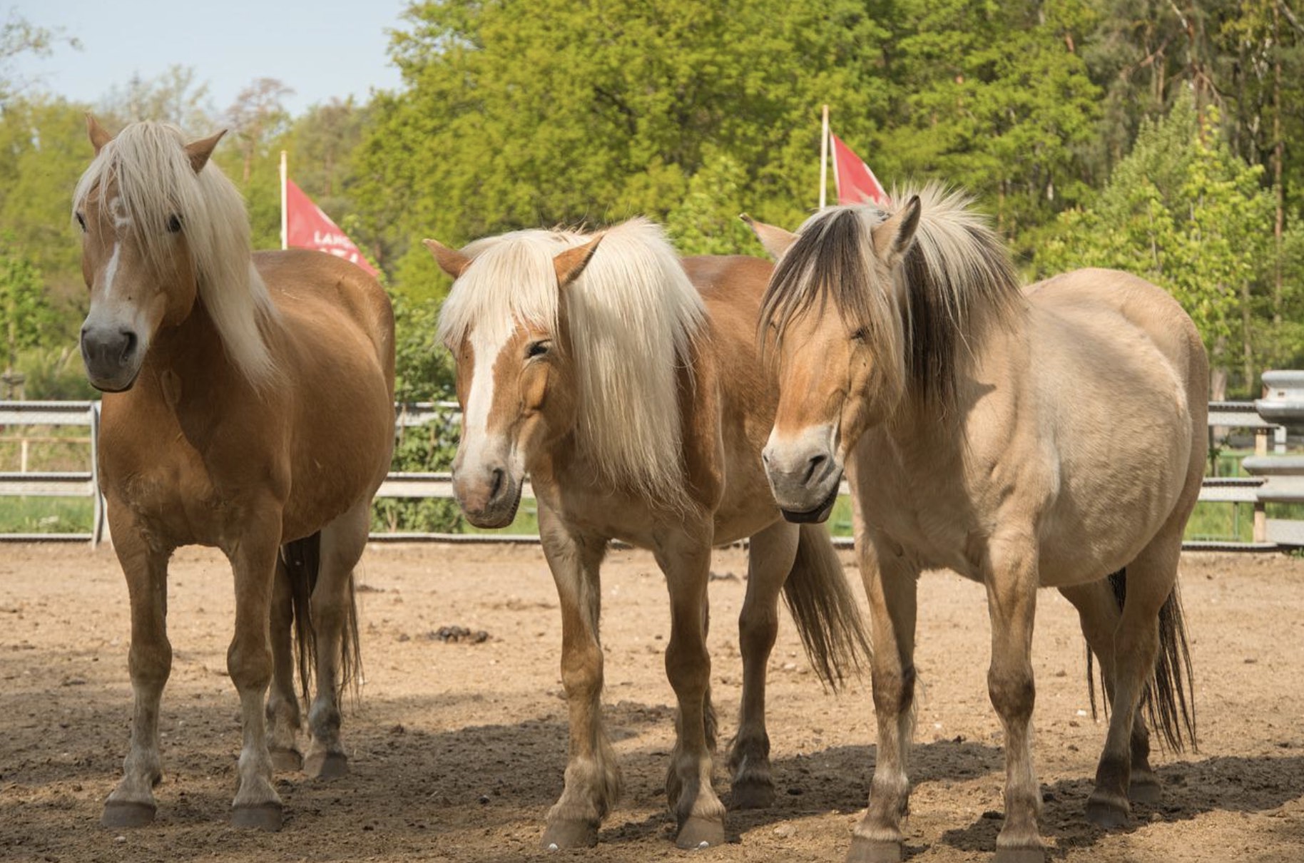 Hausarztpraxis mit Pferdehof deutschlandweit gesucht