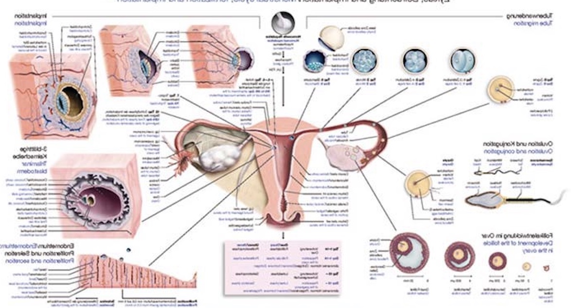 Junge Fachärztin für Gynäkologie und Geburtshilfe sucht Praxisübernahme in oder um Hannover