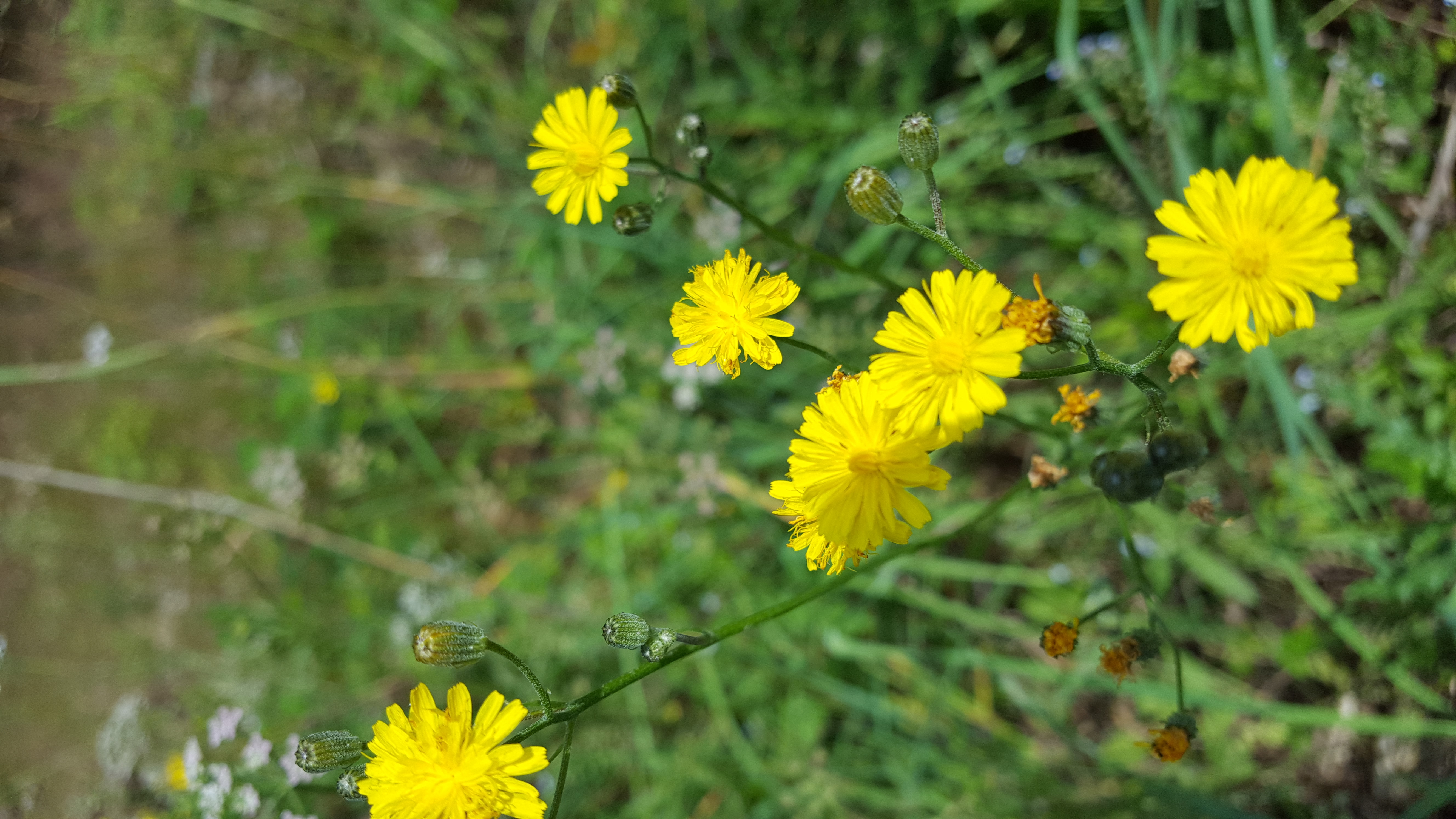 Privatpraxis für Naturheilverfahren und/oder Psychotherapie zum Kauf gesucht