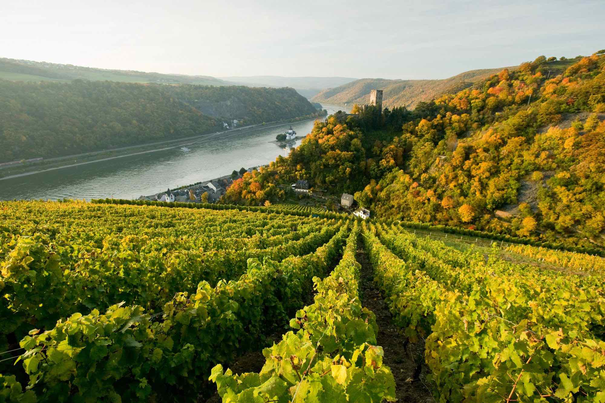 Rheinland-Pfalz: Facharzt für Innere Medizin sucht Kassensitz, Kooperation oder Gemeinschaftspraxis zum Kauf